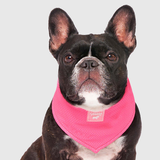 Canada Pooch Dog Cooling Bandana, Neon Pink, Small (Size: Small)