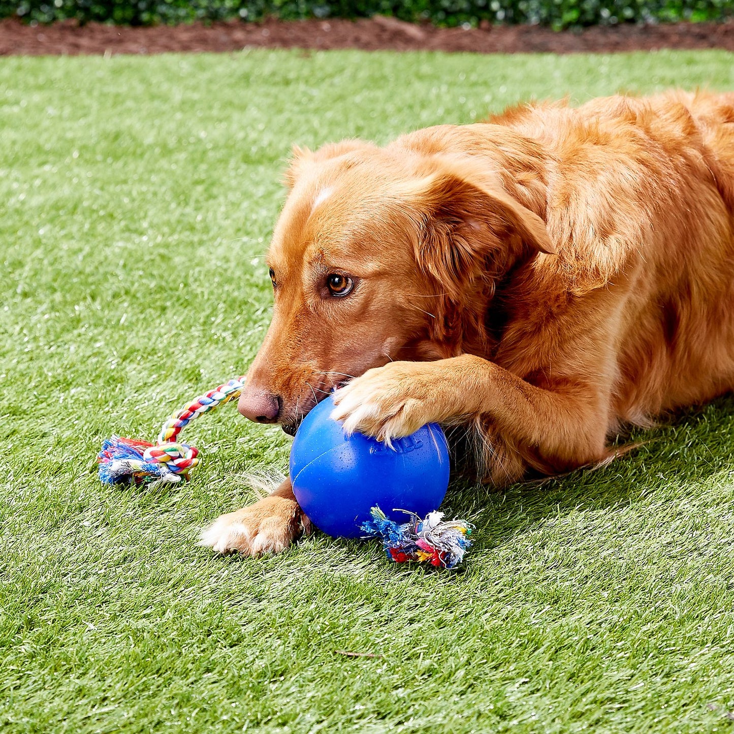 Jolly Pets Romp-n-Roll Dog Toy, Blue, 6-in (Size: 6-in)