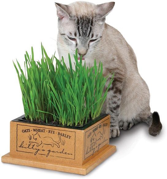 Pioneer Pet SmartCat Kitty's Garden